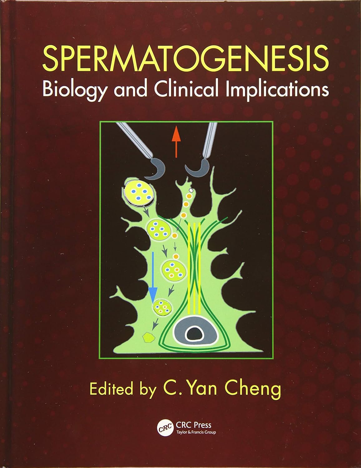 Buy Spermatogenesis: Biology and Clinical Implications (English, Paperback, C. Yan Cheng) Online at Best Price - GlowMirror